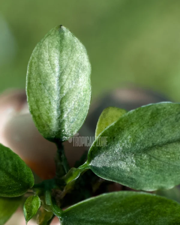 Anubias Nana Jade
