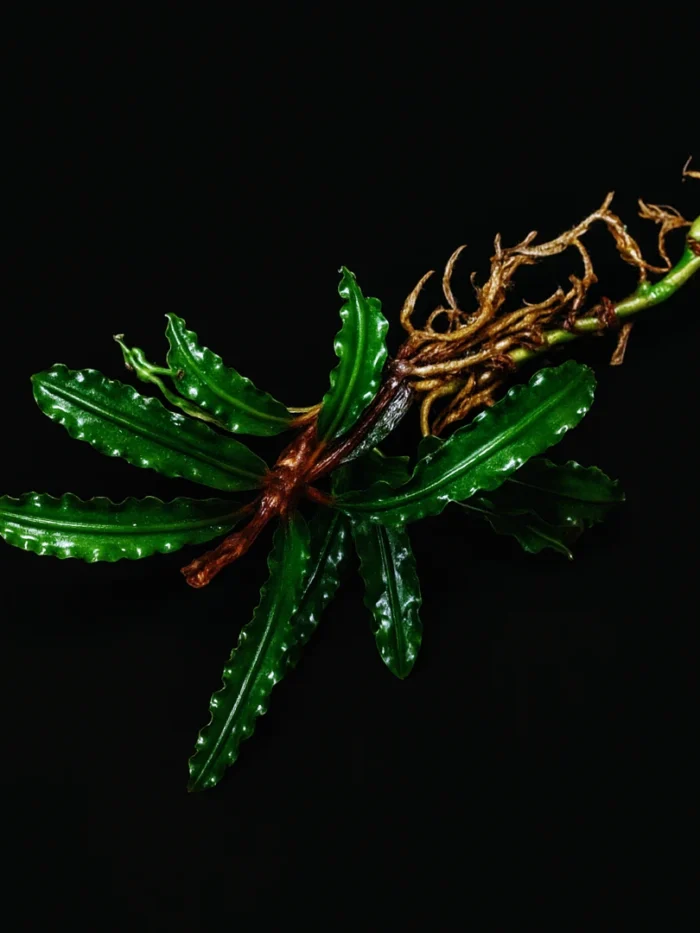 Bucephalandra Catherine mini Bucephalandra Catherine Mini rhizome