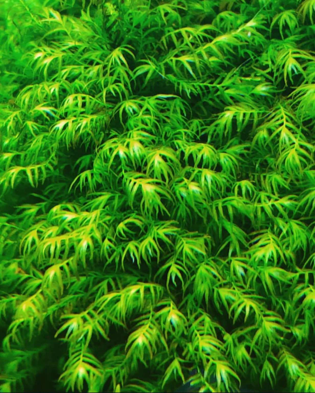 Fissidens Fontanus moss