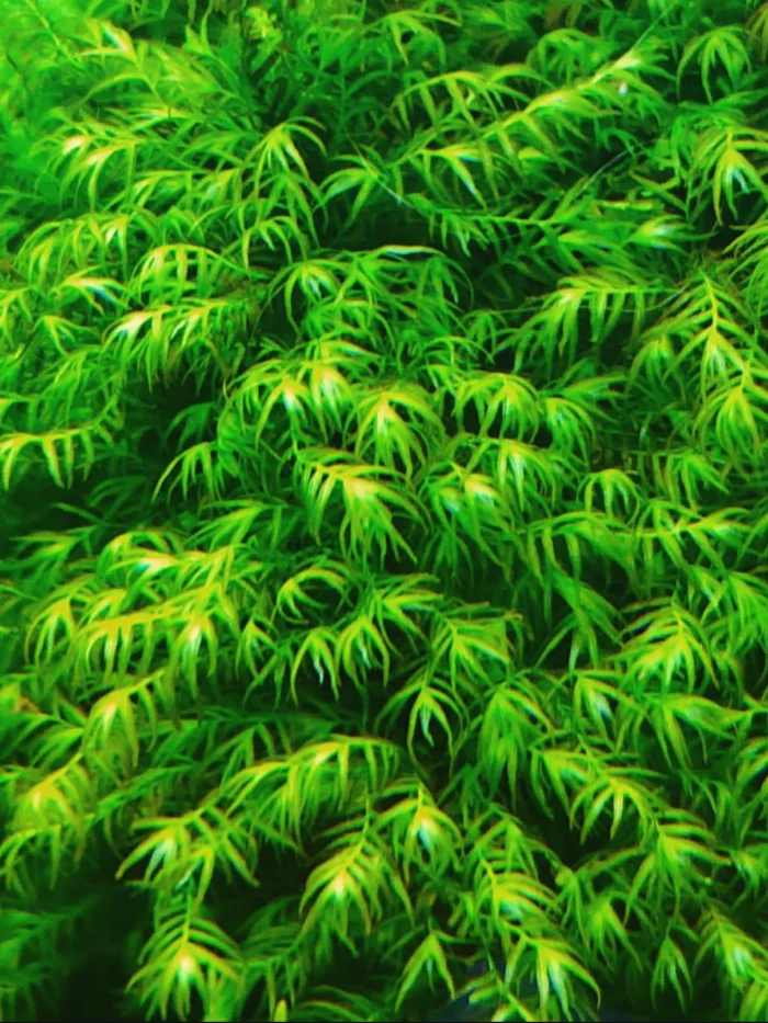 Fissidens Fontanus moss