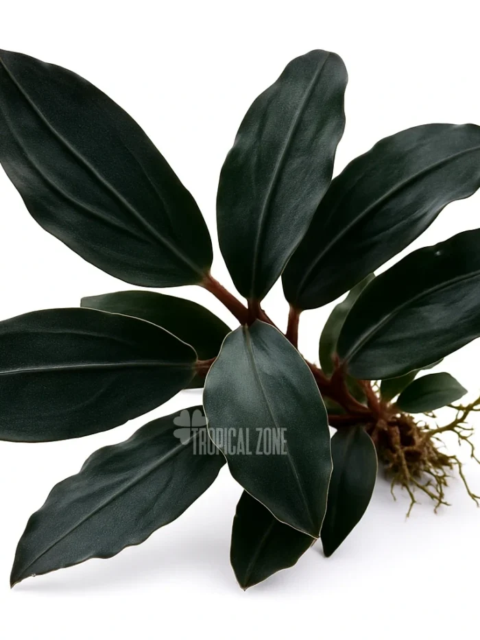 Bucephalandra Dark Emerald