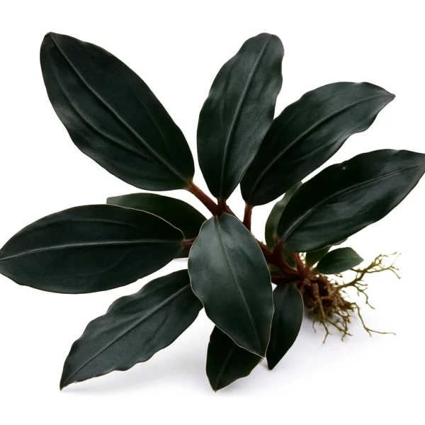 Bucephalandra Dark Emerald Rhizome