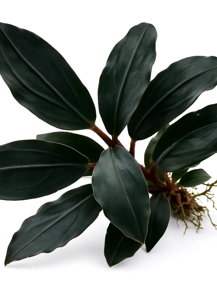 Bucephalandra Dark Emerald Rhizome