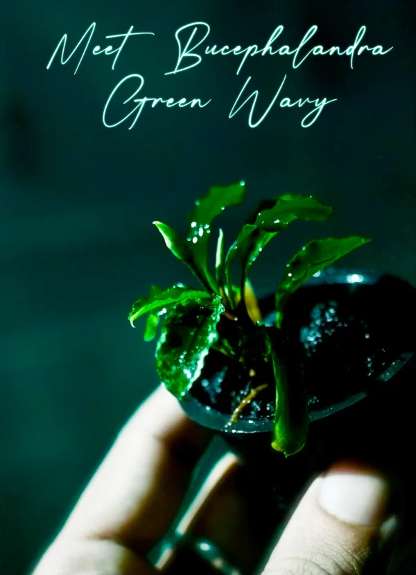 Bucephalandra Green Wavy