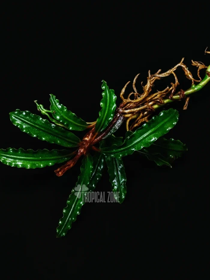 Bucephalandra Catherine Mini