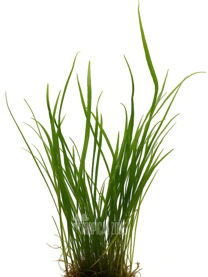 Needle Leaf Java Fern