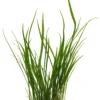 Java Fern Needle Leaf Bunch