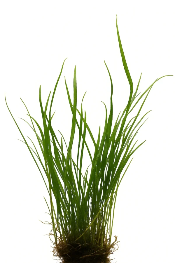 Java Fern Needle Leaf Bunch