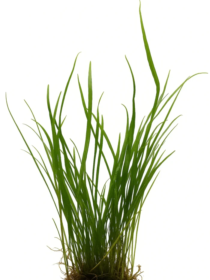 Java Fern Needle Leaf Bunch
