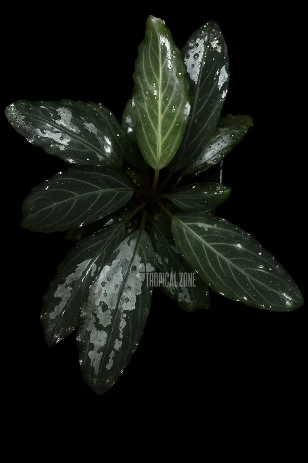 Bucephalandra Pearl Grey