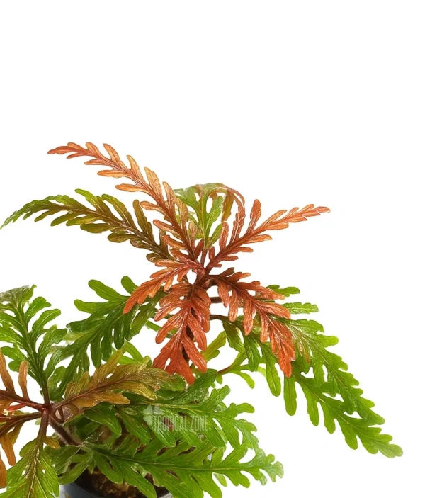 Colorful fern with intricate leaves