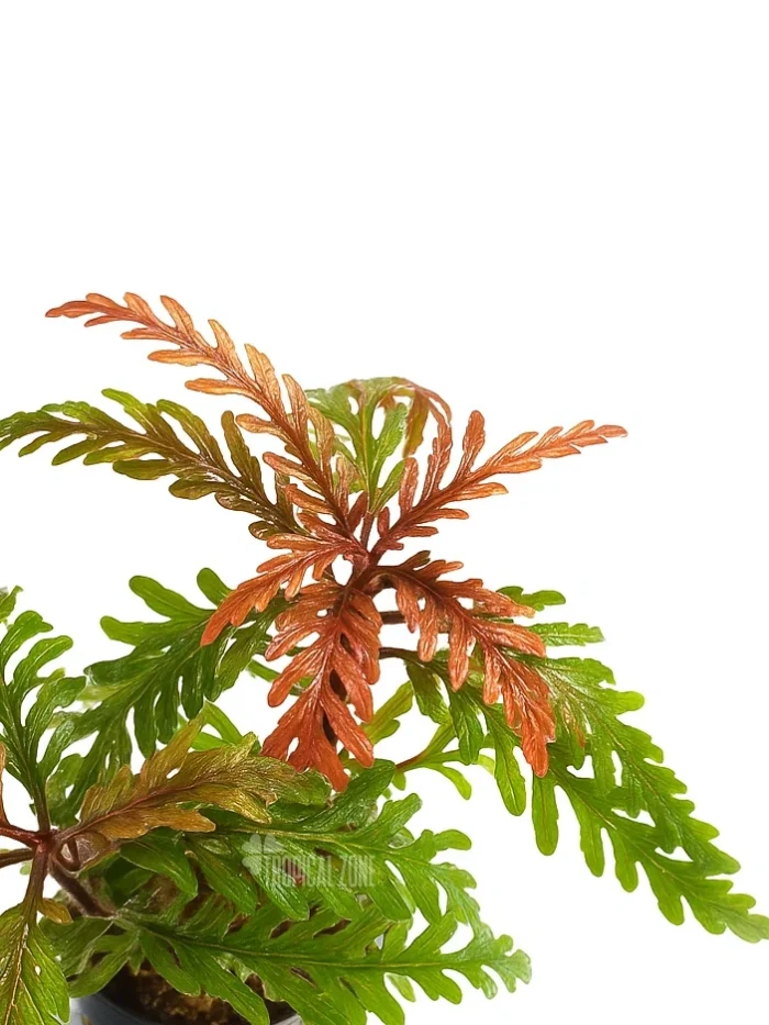Pinnatifida-UK Colorful fern with intricate leaves