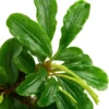Bucephalandra Green Wavy Bunch