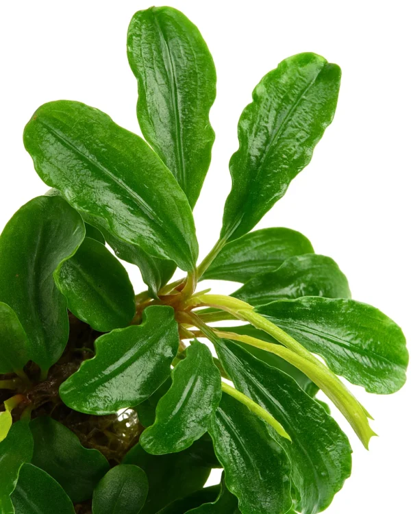 Bucephalandra Green Wavy Bunch