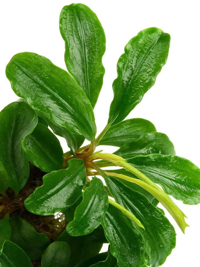 Bucephalandra Green Wavy Bunch