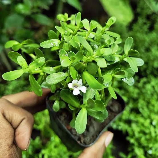 Bacopa monnnieri