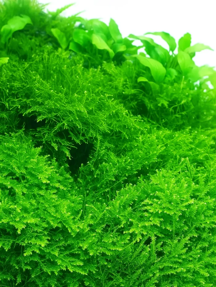 Singapore Moss