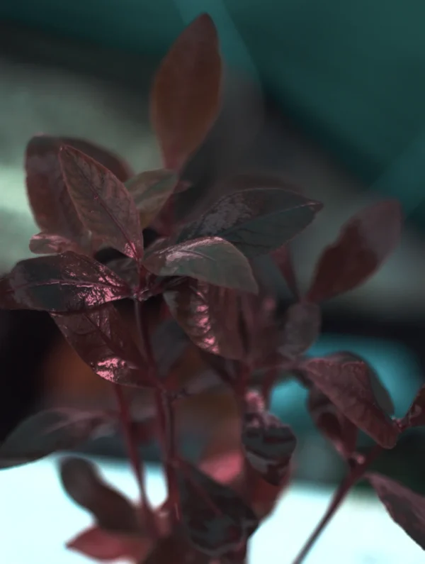 Alternanthera Sessilis stems