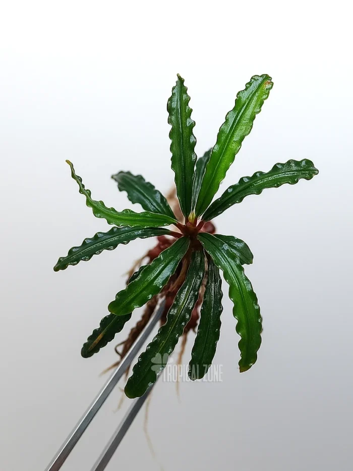 Bucephalandra Velvet