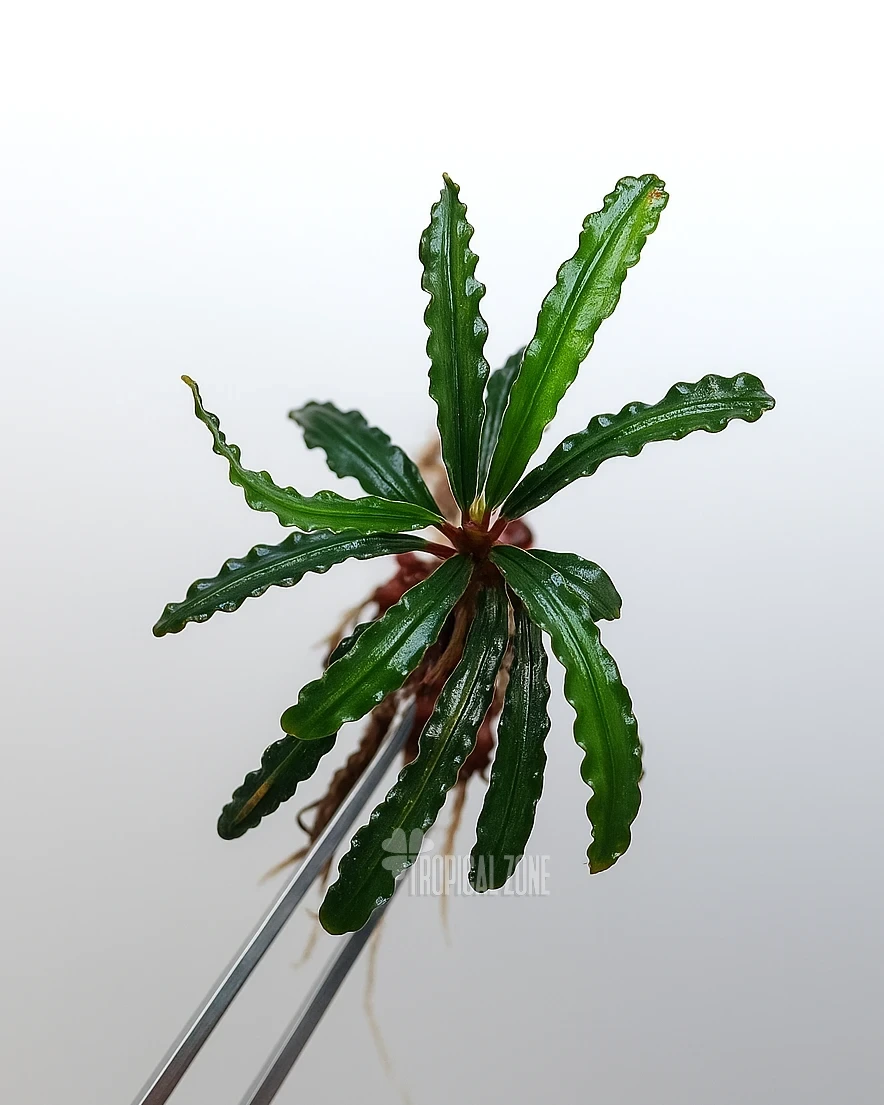 Bucephalandra Velvet - Tropical Zone