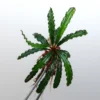 Bucephalandra Velvet