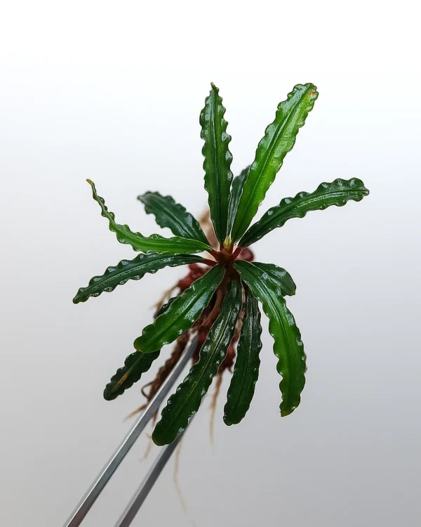 Bucephalandra Velvet