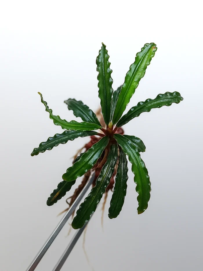 Bucephalandra Velvet Bucephalandra Velvet