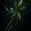 Bucephalandra Velvet