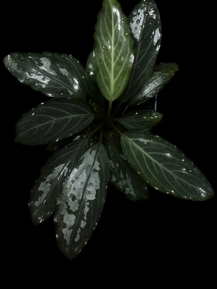 Pearl grey Bucephalandra Pearl Grey
