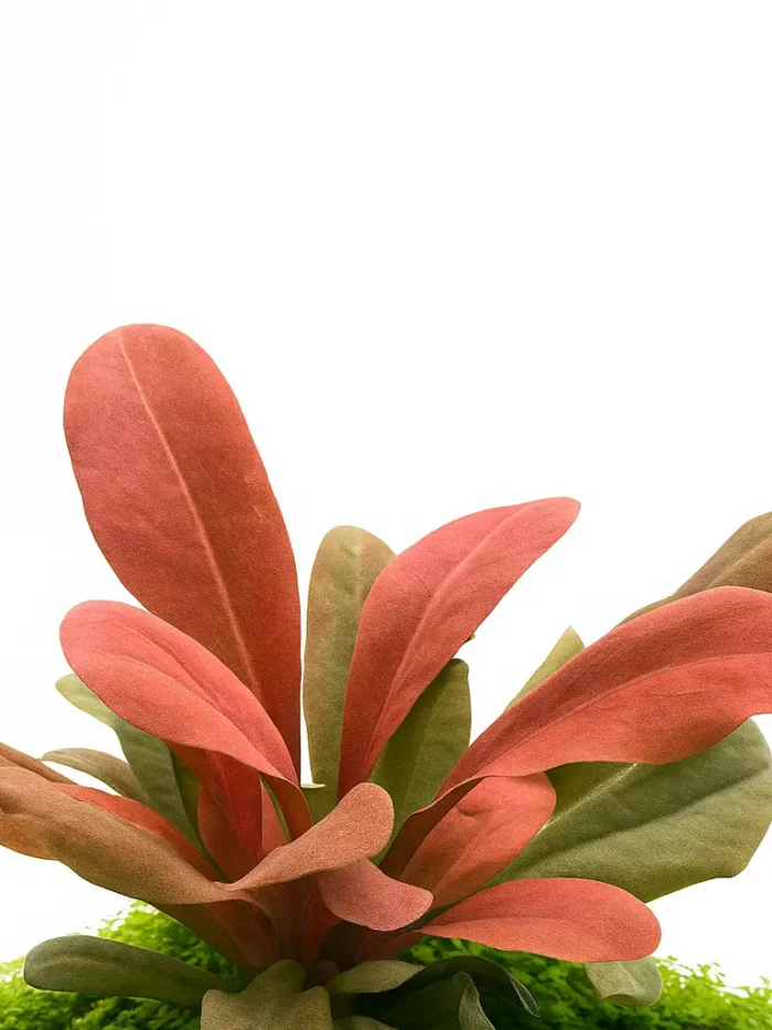 Samolus parviflorus Red in aquarium