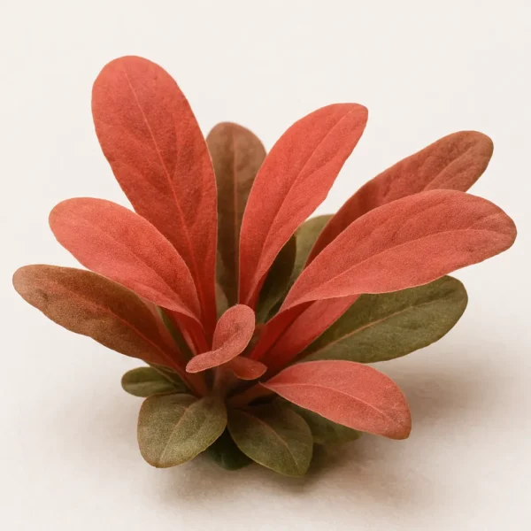 Samolus parviflorus Red Samolus parviflorus Red