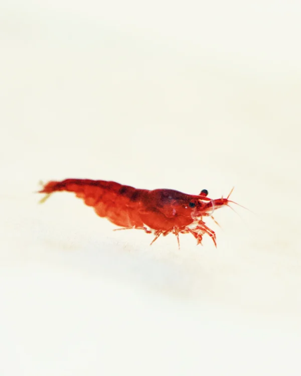 Bloody Mary Shrimp (Pack of 10)