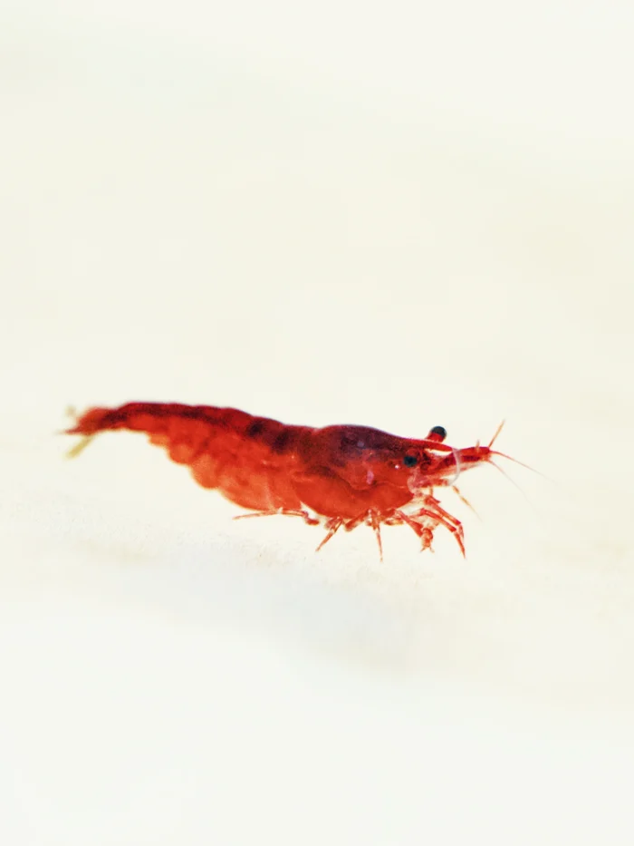 Bloody Mary 0 Bloody Mary Shrimp (Pack of 10)