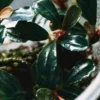 Bucephalandra deep purple clump