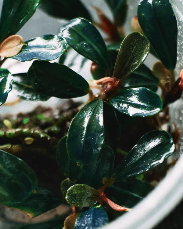 Bucephalandra deep purple clump