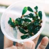 Bucephalandra Deep Purple