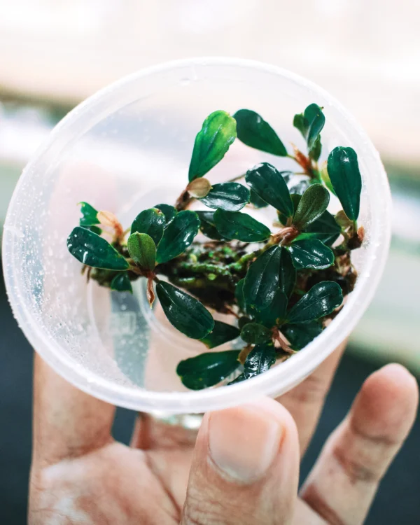 Bucephalandra Deep Purple