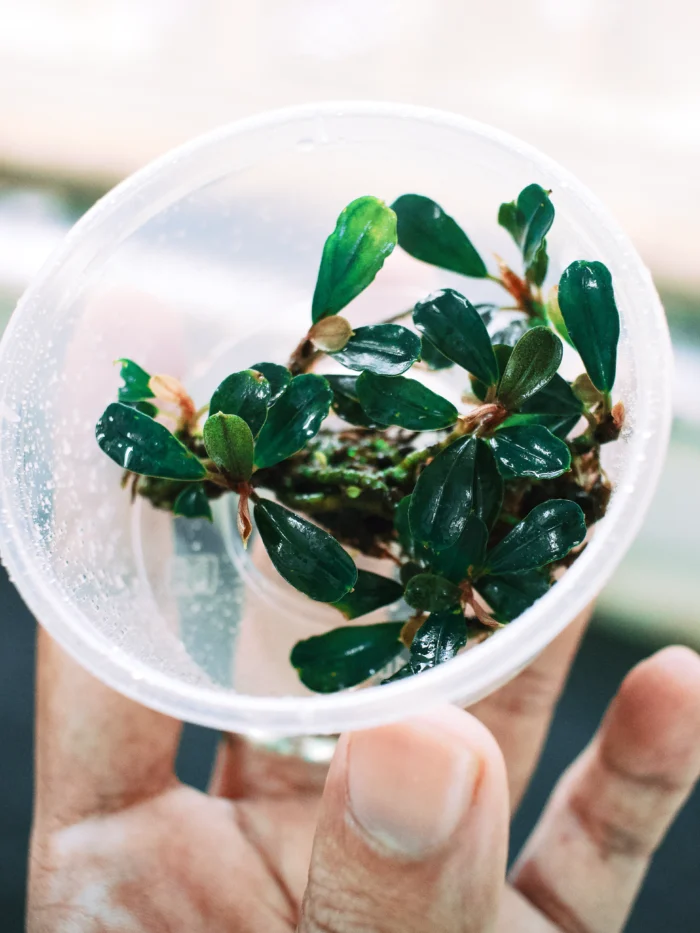 Bucephalandra Deep Purple