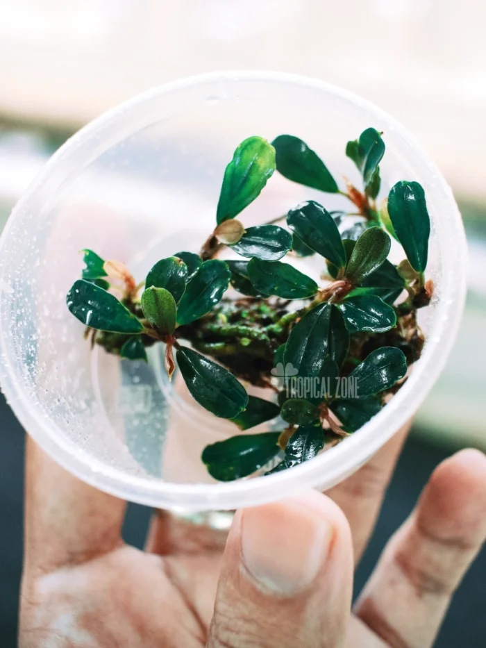 Bucephalandra Deep Purple