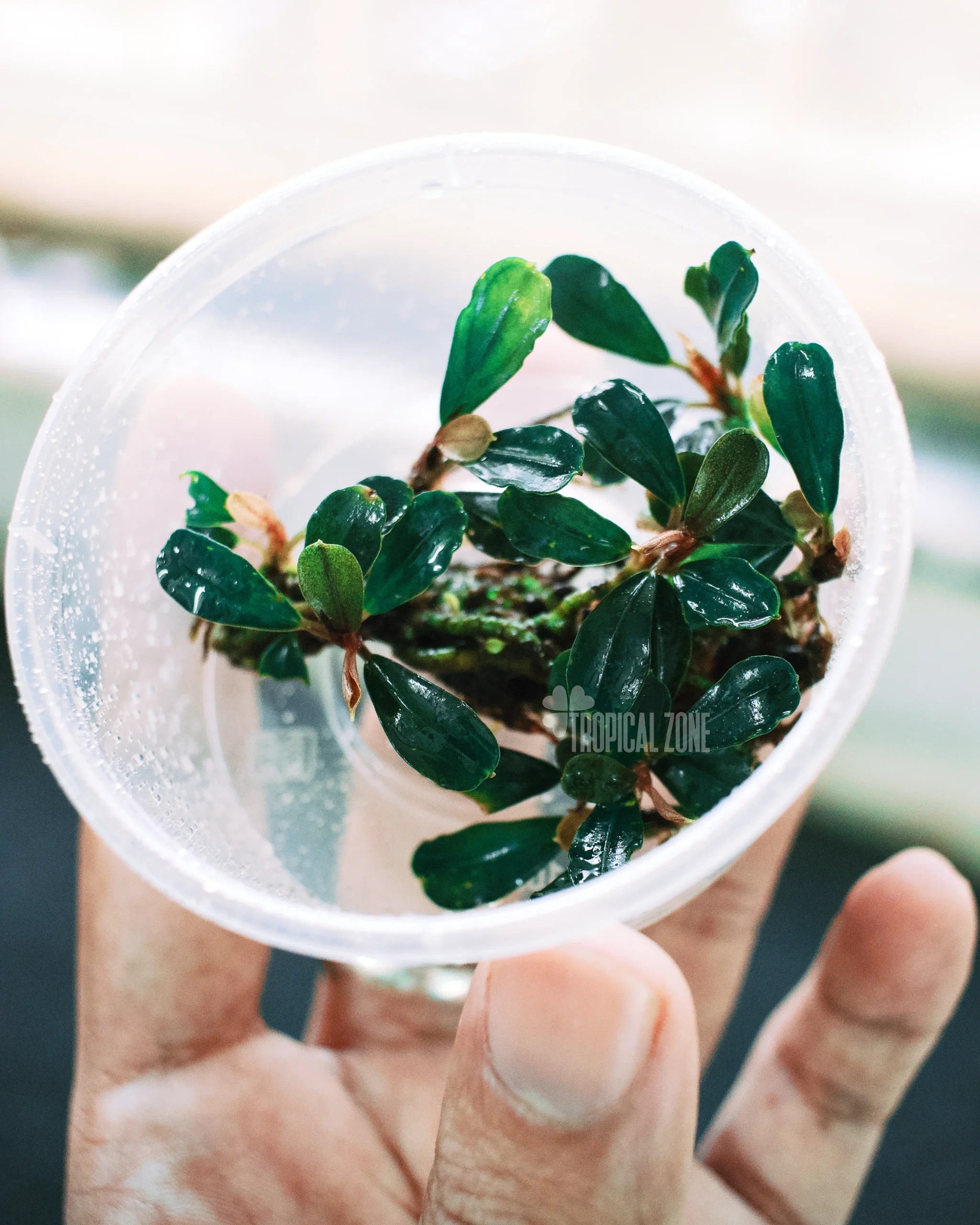 Bucephalandra Deep purple 【AZ1011-XX】 Bucephalandra Deep Purple — Buce Plant
