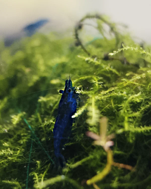 Blue Diamond Neocaridina (Pack of 10)