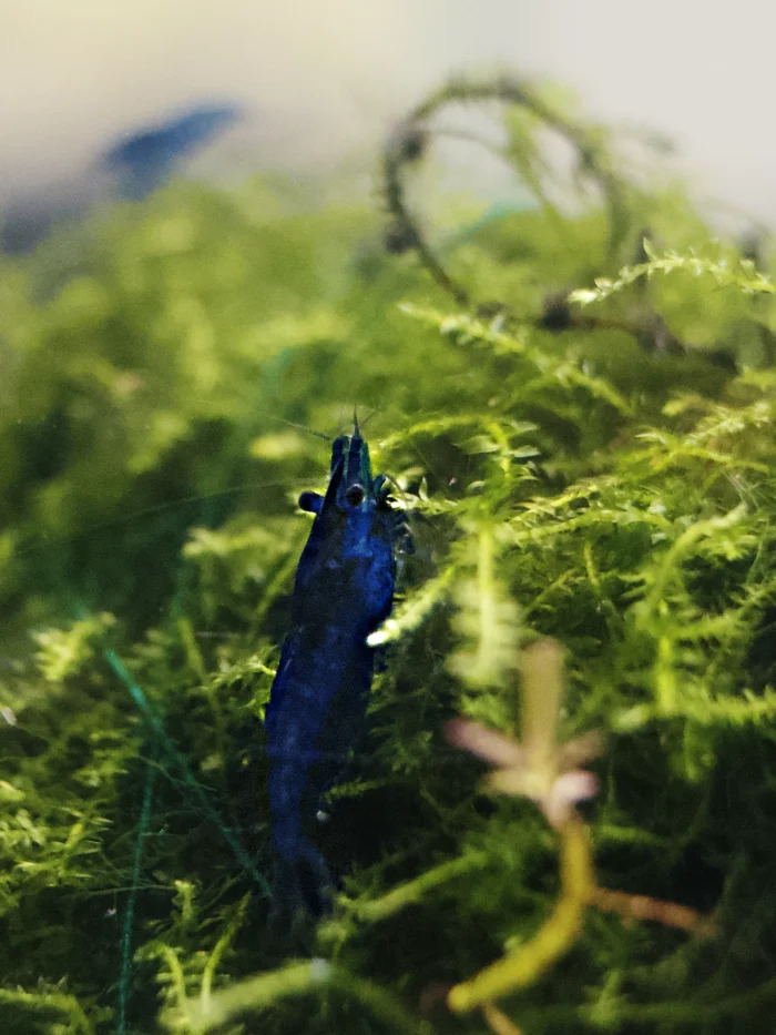 DSCm01728 Blue Diamond Neocaridina (Pack of 10)