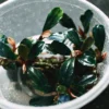 Bucephalandra Deep Purple