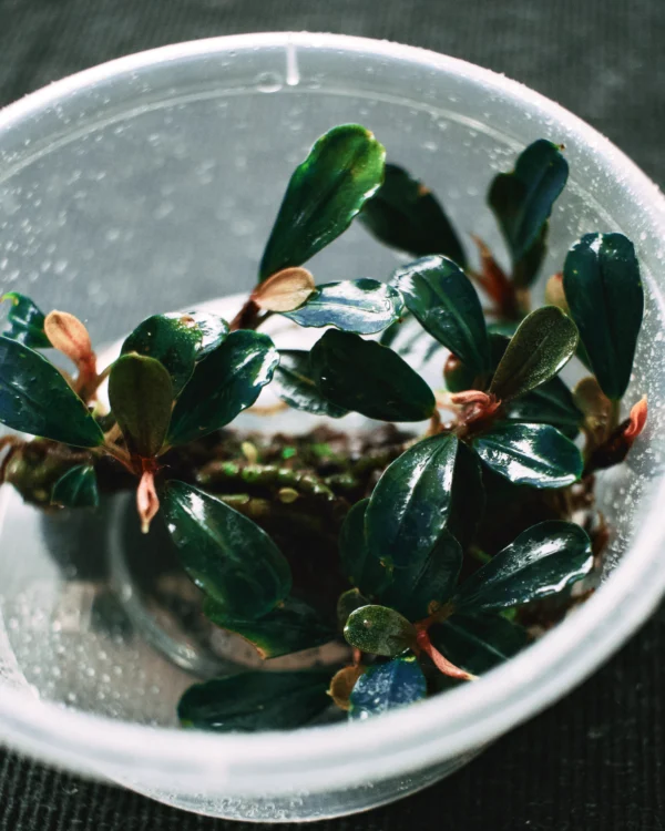 Bucephalandra Deep Purple