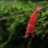 fire red shrimp grazing on algae