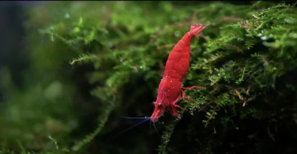 fire red shrimp grazing on algae
