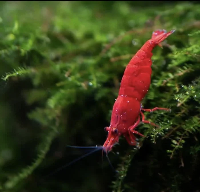 fire red shrimp grazing on algae