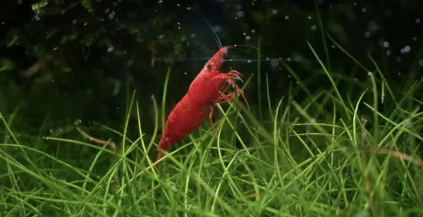 fire red shrimp closeup