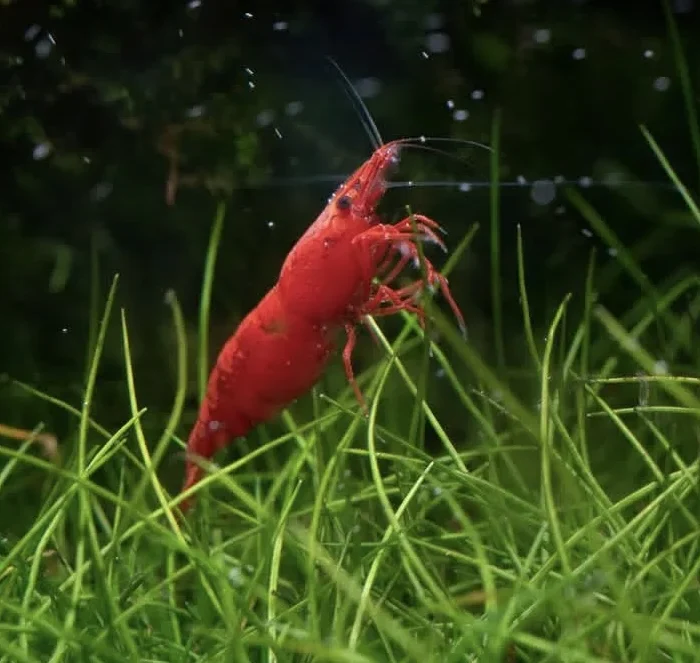 fire red shrimp closeup