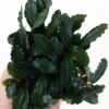 bucephalandra kedagang clump